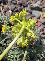 Lomatium cous