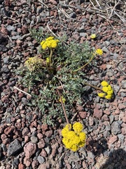 Lomatium cous
