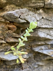 Sedum leibergii