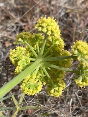 Lomatium triternatum brevifolium