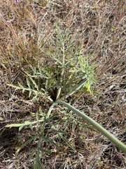 Lomatium triternatum brevifolium