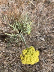 Lomatium triternatum brevifolium