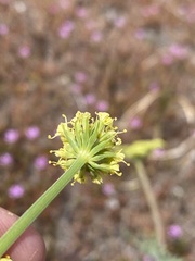 Lomatium triternatum brevifolium