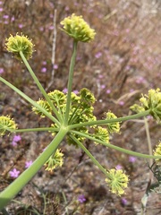 Lomatium triternatum brevifolium