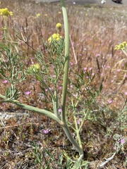 Lomatium triternatum brevifolium