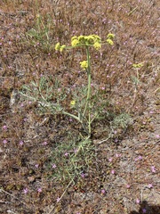 Lomatium triternatum brevifolium