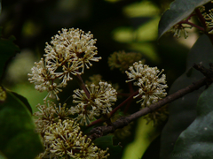 Ixora brachiata