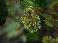 Ixora brachiata