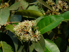 Ixora brachiata