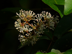 Ixora brachiata
