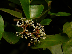 Ixora brachiata