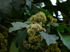 Ixora brachiata