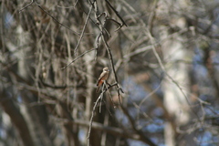 Pyrocephalus rubinus