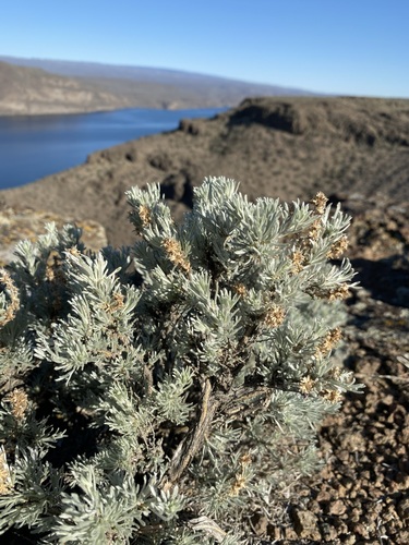 scabland sagebrush (Artemisia rigida)