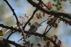 Setophaga coronata auduboni