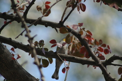 Setophaga coronata auduboni