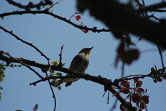 Setophaga coronata auduboni