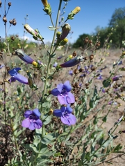 Penstemon azureus azureus