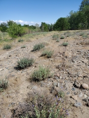 Penstemon azureus azureus