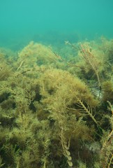 Cystophora moniliformis