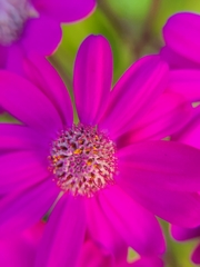 Pericallis × hybrida