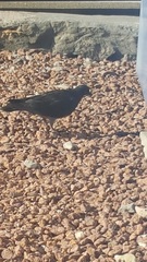 Columba livia domestica