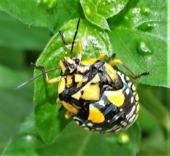 Chinavia pallidoconspersa
