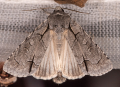 Acronicta radcliffei