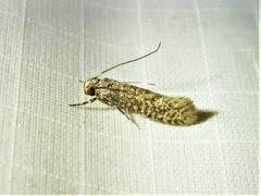 Cephitinea obscurostrigella