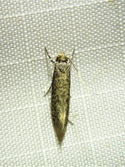 Cephitinea obscurostrigella