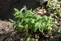 Acourtia microcephala