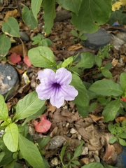Ruellia tuberosa