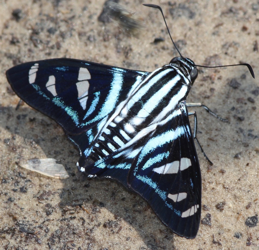 Mimadia fallax