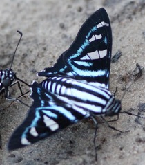 Jemadia fallax