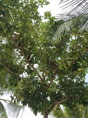 Magnoliopsida