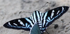 Jemadia gnetus