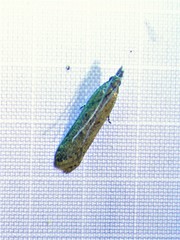 Dichomeris ligulella