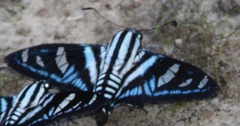 Jemadia gnetus