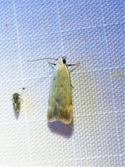 Anacampsis fullonella