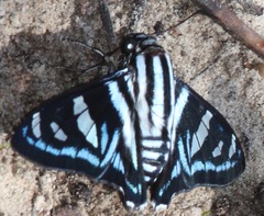 Jemadia gnetus