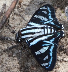 Jemadia gnetus