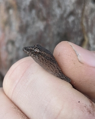 Crenadactylus ocellatus