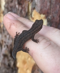 Crenadactylus ocellatus