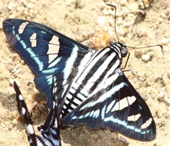Jemadia gnetus