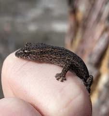 Crenadactylus ocellatus