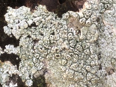 Pertusaria hymenea