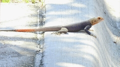 Agama picticauda image