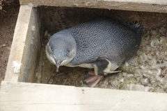 Eudyptula minor albosignata