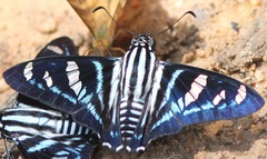 Jemadia hewitsonii