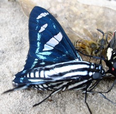 Jemadia hewitsonii
